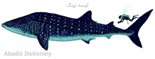 کوسه نهنگ